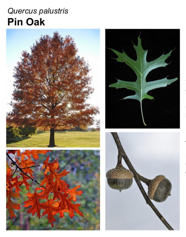 Quercus_palustris-name-img