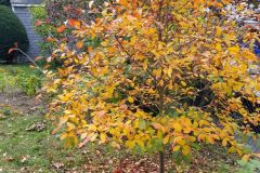 Emily-Beaudry_4
