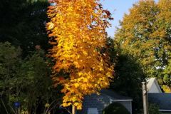 Emily-Beaudry_Tree2
