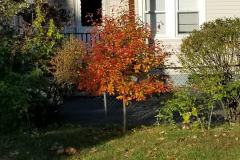 Emily-Beaudry_Tree3