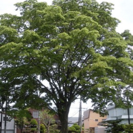 Perferred Canopy Trees